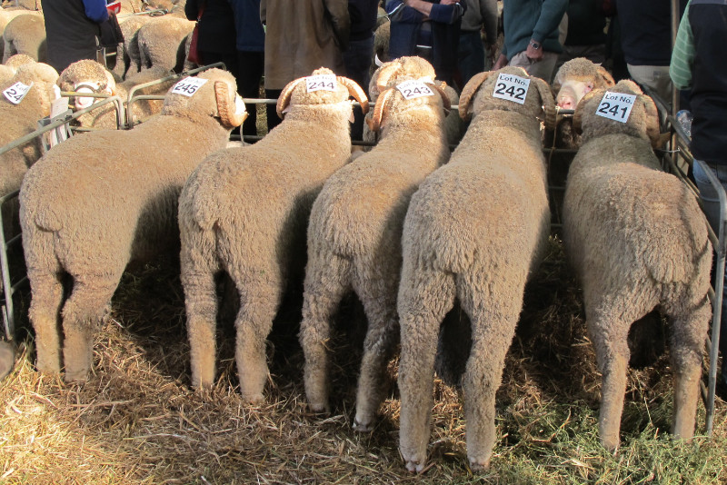 Glenlea Park team of horn sale rams at Hamilton sheepvention in 2011